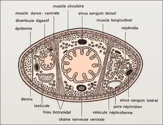 Hirudo, coupe transversale - crédits : Encyclopædia Universalis France