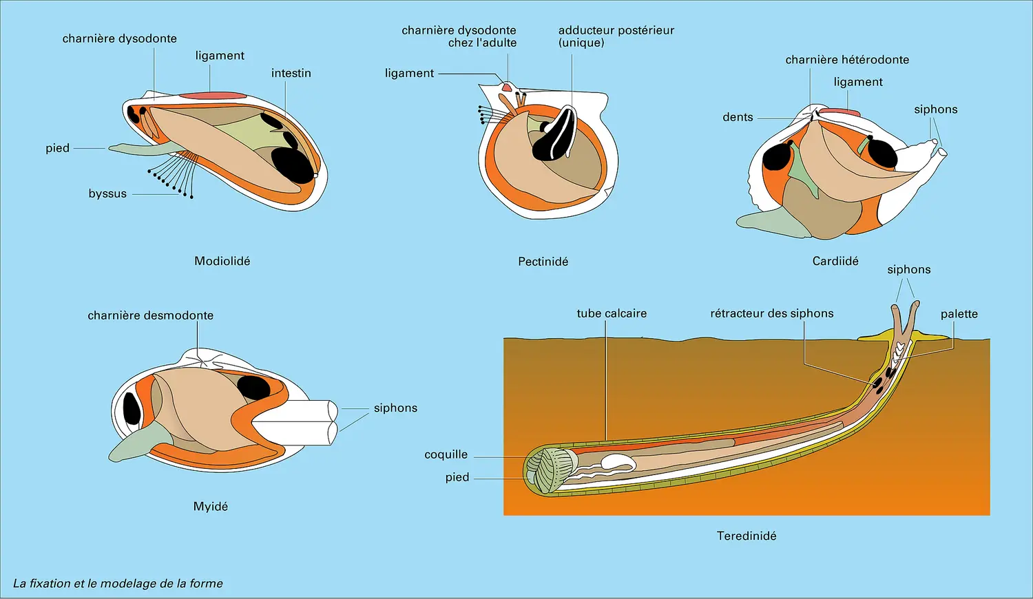 Fixation et modelage de la forme d'un bivalve