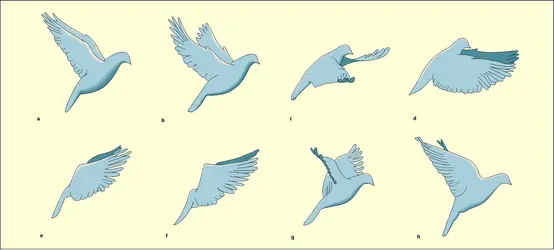 Pigeon : vol lent - crédits : Encyclopædia Universalis France