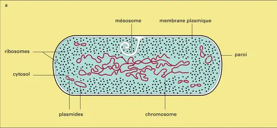 des cellules procaryotes