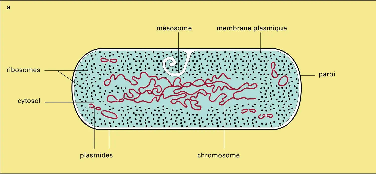 Cellules procaryotes : anatomie - vue 1