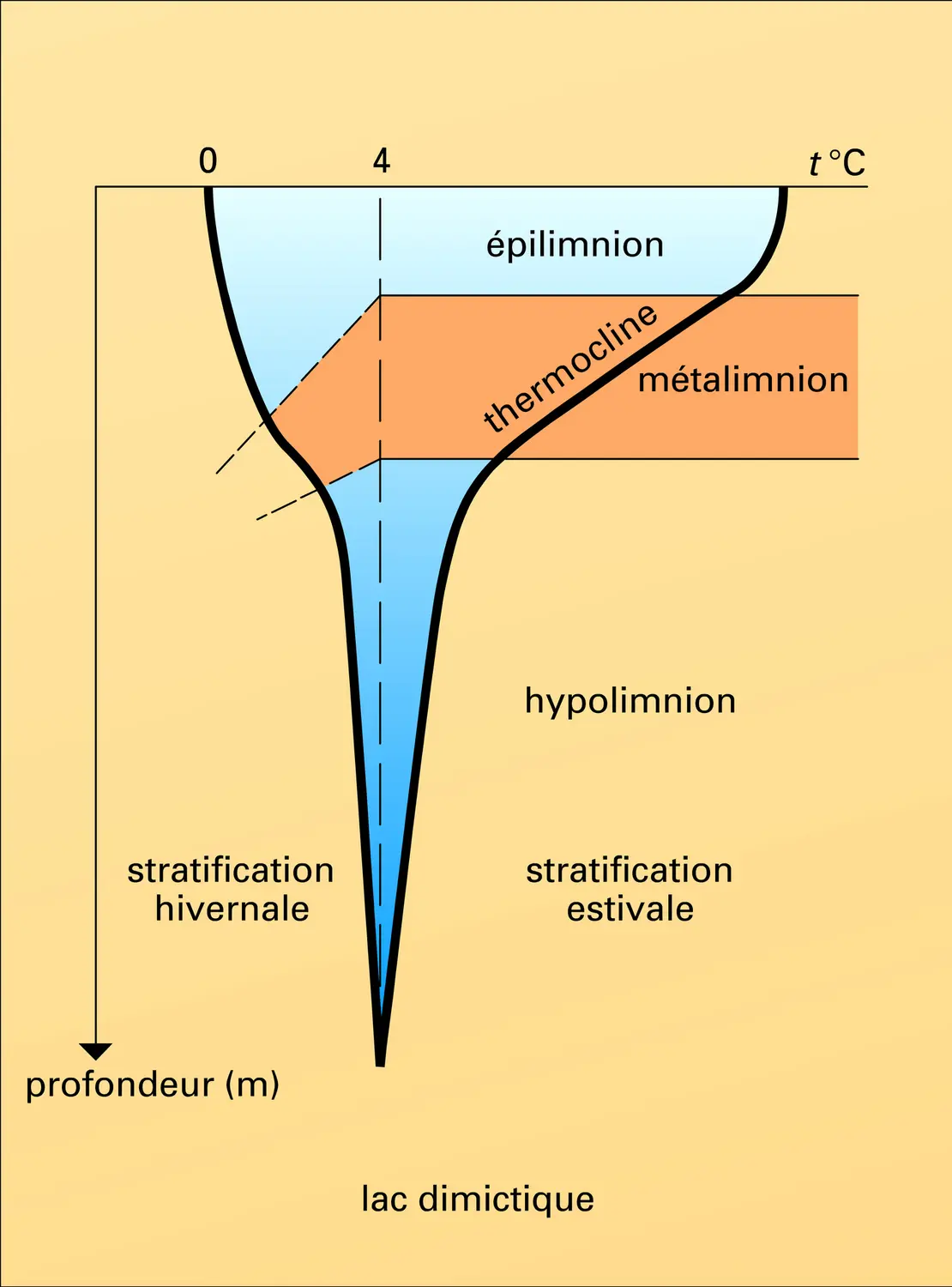 Évolution de la température des lacs holomictiques - vue 1