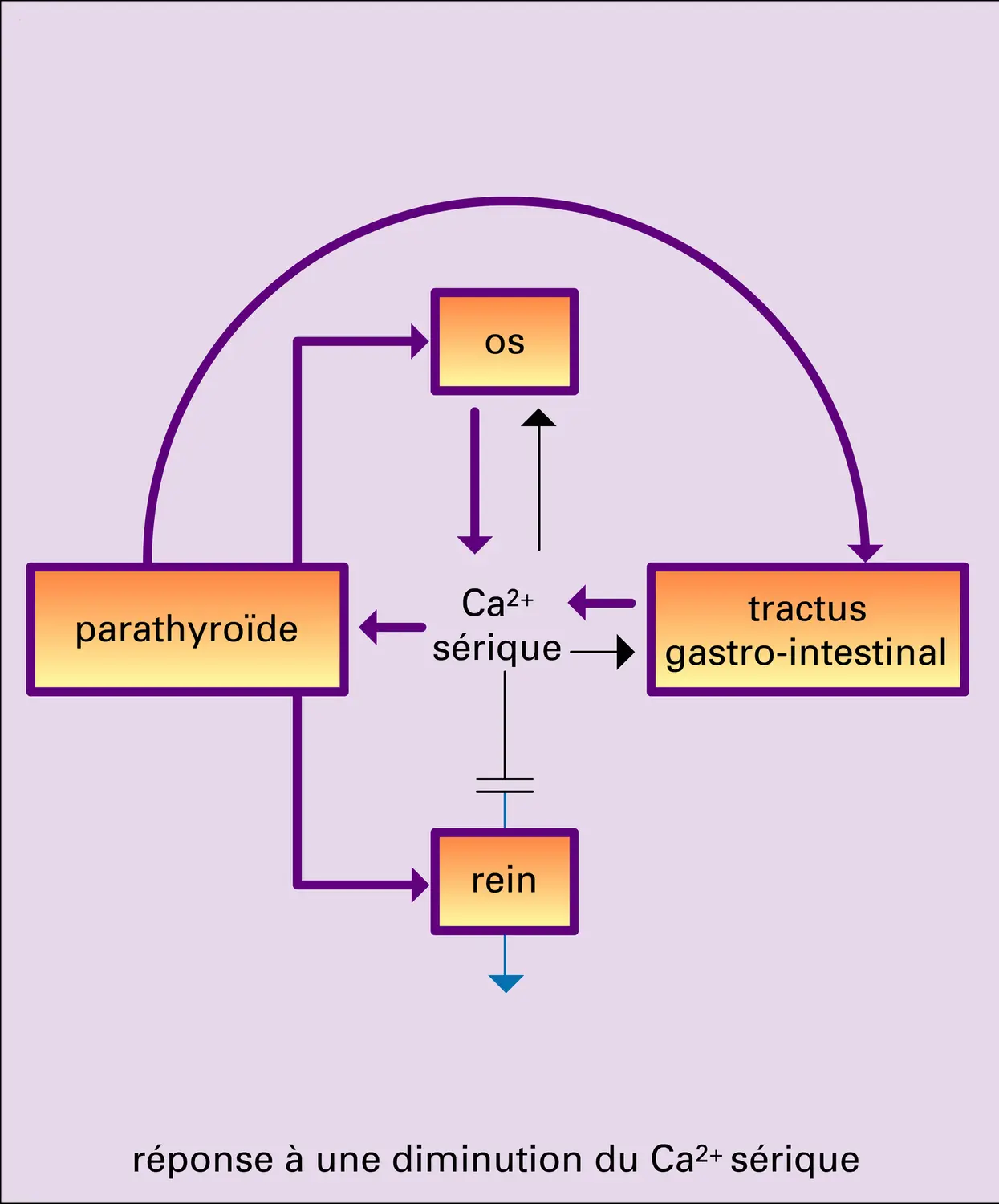 Métabolisme de l'ion calcium - vue 2