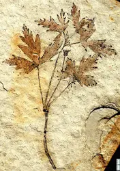 <it>Leefructus mirus</it>, plante fossile - crédits : Ge Sun and Prof. D. Dilcher/ Indiana University, Bloomington, USA