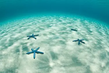 Étoile de mer bleue, île de Komodo, Indonésie - crédits : E. Daniels/ Shutterstock