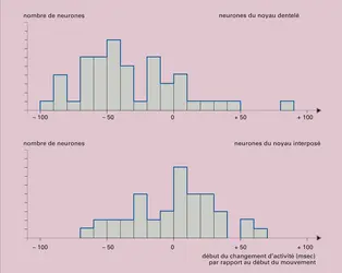 Noyaux dentelé et interposé - crédits : Encyclopædia Universalis France