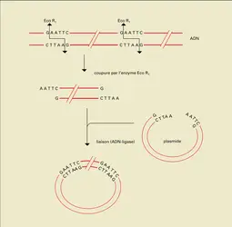 ADN : enzymes de restriction, coupures et liaisons - crédits : Encyclopædia Universalis France