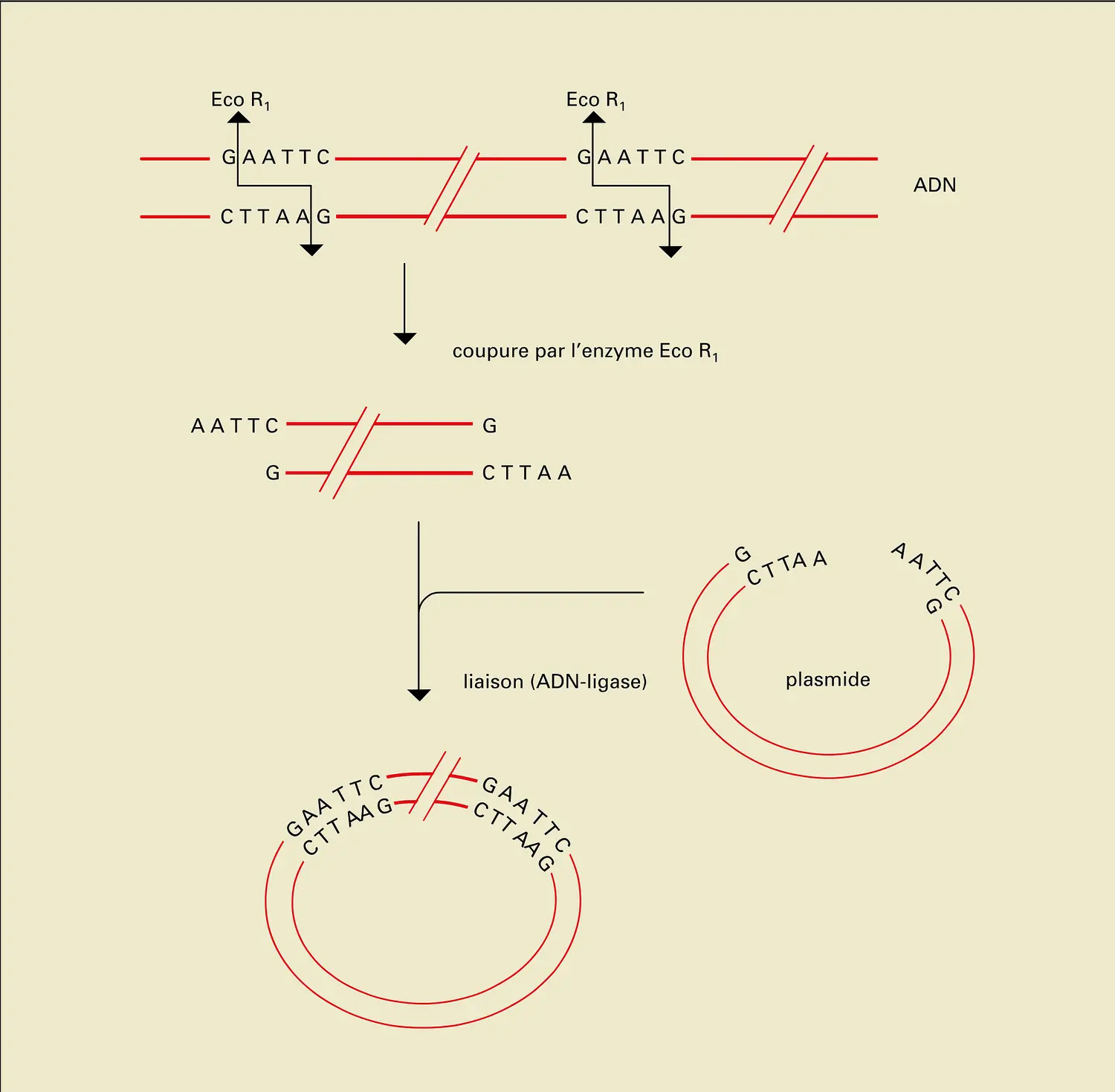 ADN : enzymes de restriction, coupures et liaisons