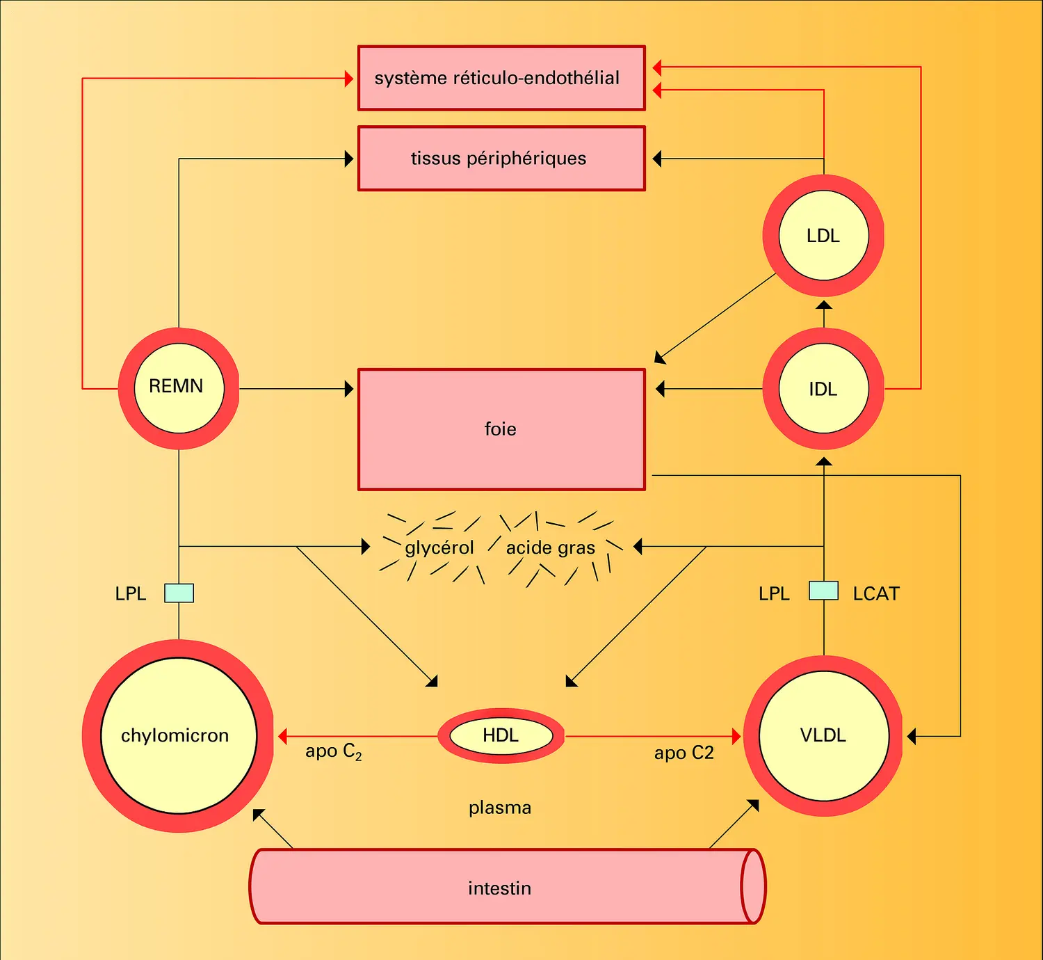 Chylomicrons et lipomicrons : métabolisme