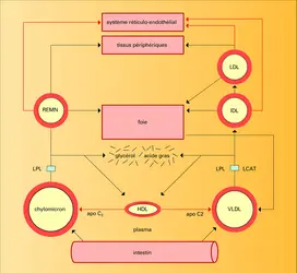 Chylomicrons et lipomicrons : métabolisme - crédits : Encyclopædia Universalis France