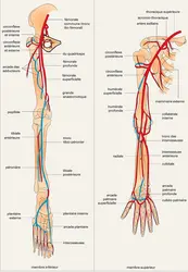 Artères des membres - crédits : Encyclopædia Universalis France