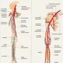 Artères des membres - crédits : Encyclopædia Universalis France