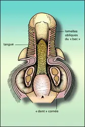 Ornithorynque : appareil buccal - crédits : Encyclopædia Universalis France