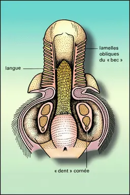 Ornithorynque : appareil buccal