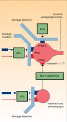 Mécanismes de transmission cholinergique - crédits : Encyclopædia Universalis France