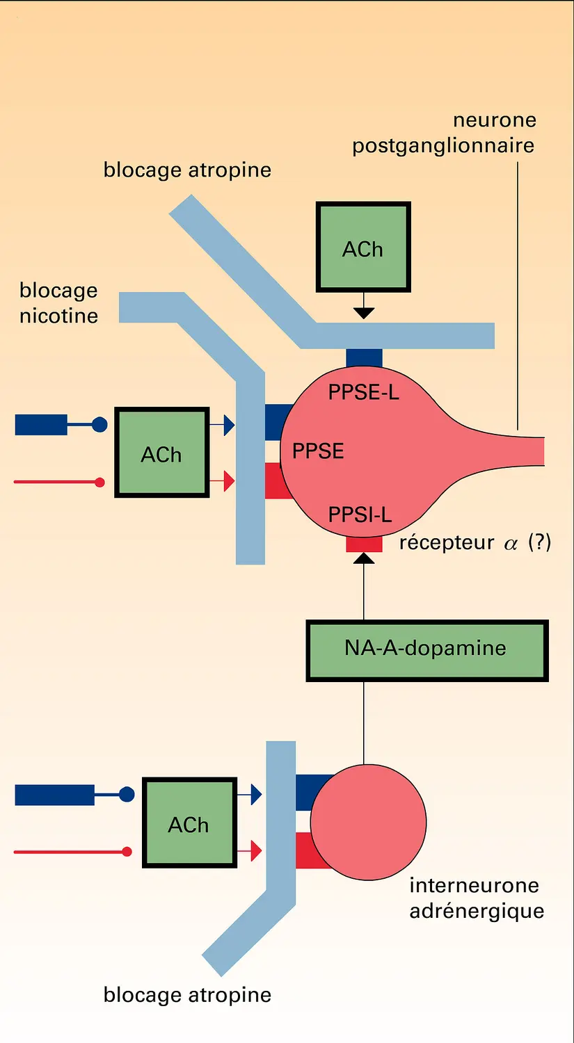 Mécanismes de transmission cholinergique