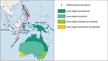 Australie : zoogéographie - crédits : Encyclopædia Universalis France