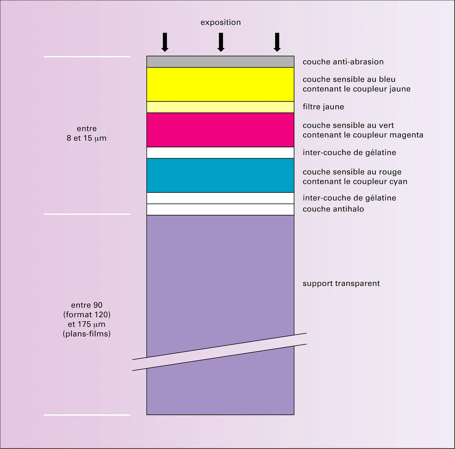 Photographie argentique : coupe d'un film négatif couleur chromogène