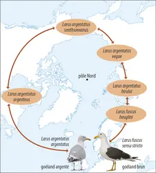 Populations de goélands autour du pôle Nord. - crédits : Encyclopædia Universalis France