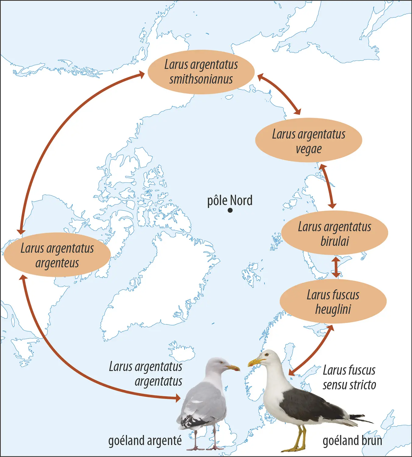 Populations de goélands autour du pôle Nord.