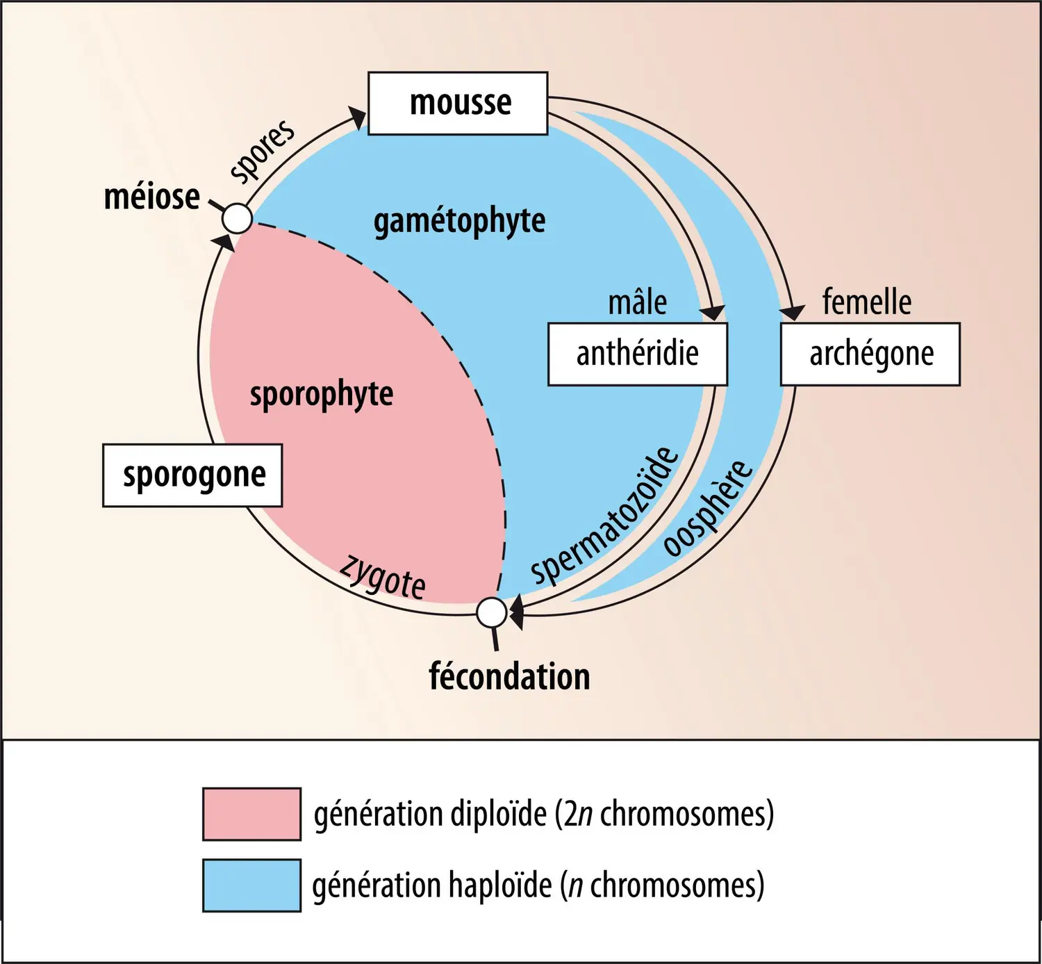 <strong>Cycle de vie des mousses</strong>