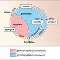 <strong>Cycle de vie des mousses</strong> - crédits : Encyclopædia Universalis France