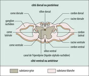 Section de la moelle épinière - crédits : Encyclopædia Universalis France