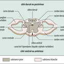 Section de la moelle épinière - crédits : Encyclopædia Universalis France