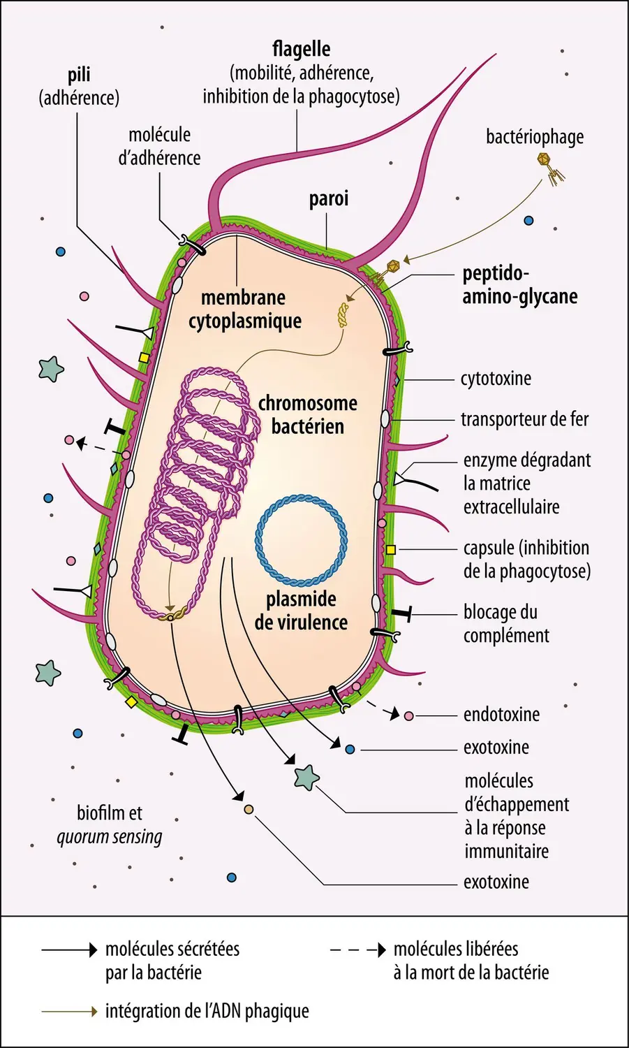 Principaux mécanismes de la virulence bactérienne