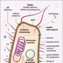 Principaux mécanismes de la virulence bactérienne - crédits : Encyclopædia Universalis France