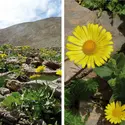 Doronic à grandes fleurs - crédits : Hervé Sauquet