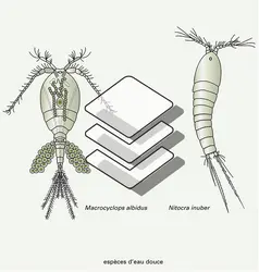 Copépodes : quelques espèces libres - crédits : Encyclopædia Universalis France