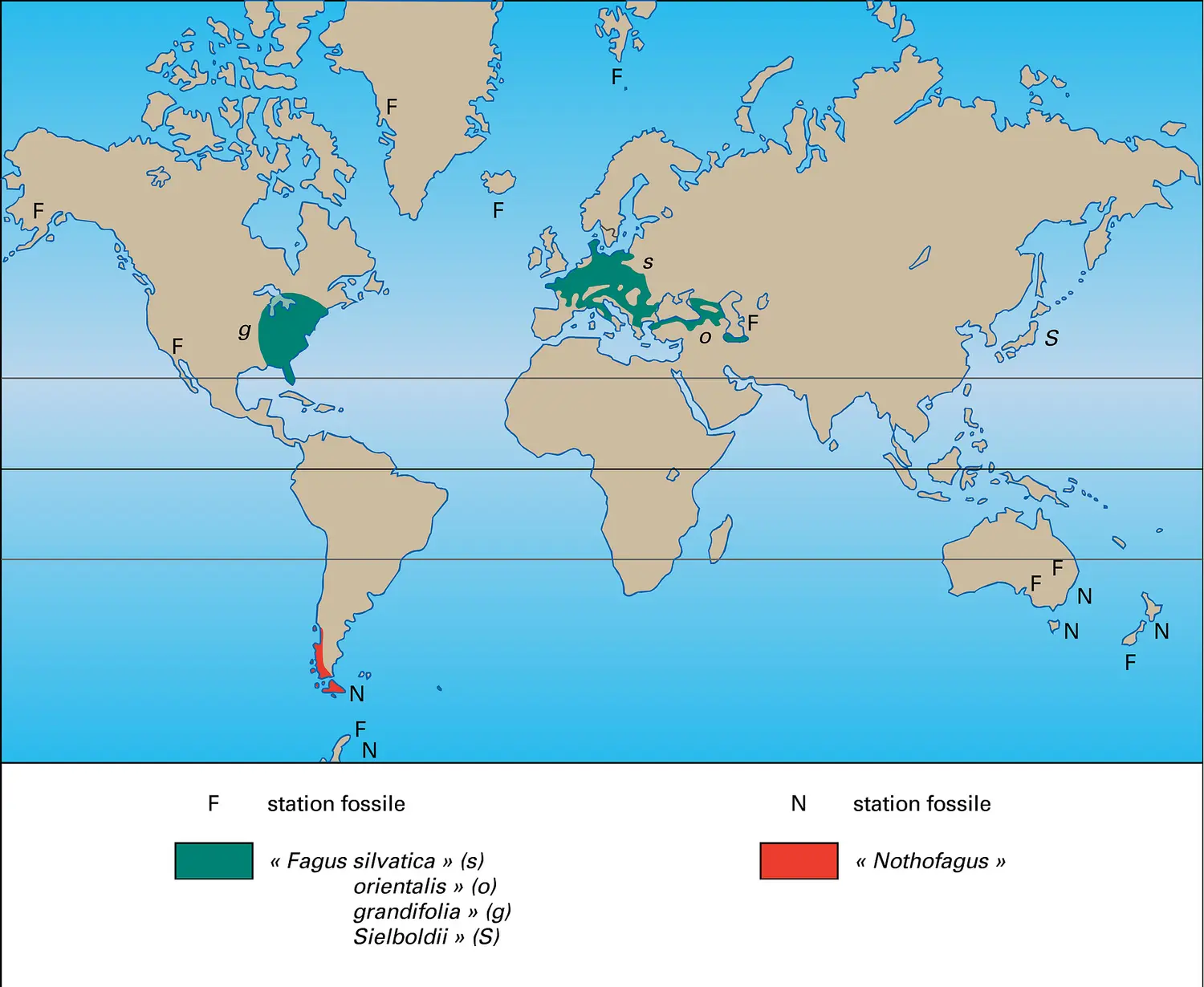 Fossiles Fagus et Nothofagus : répartition actuelle