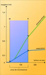 Hypnum triquetrum : variation de respiration et de photosynthèse - crédits : Encyclopædia Universalis France