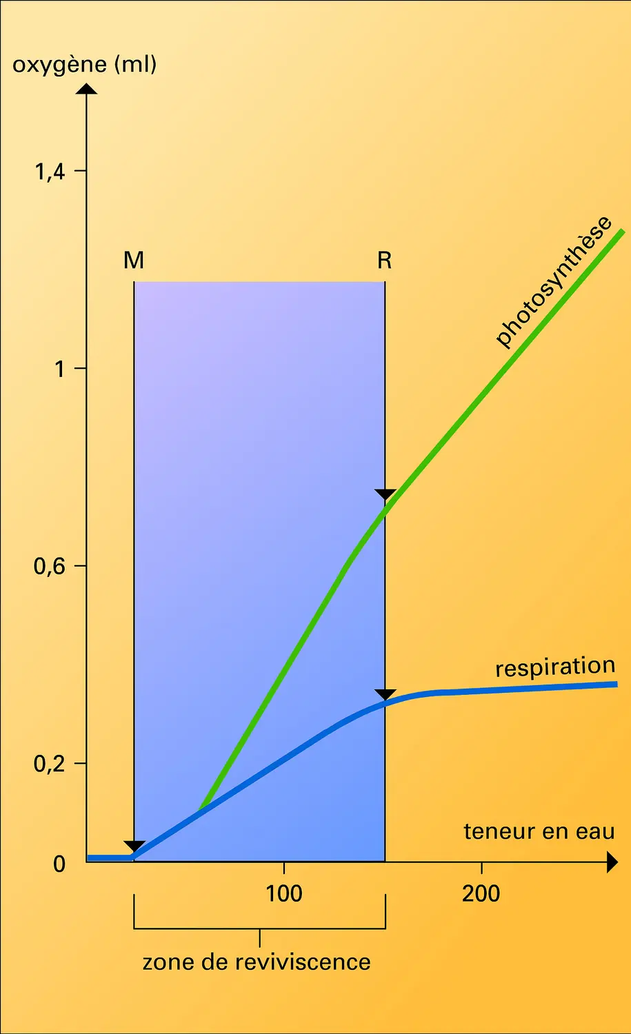 Hypnum triquetrum : variation de respiration et de photosynthèse