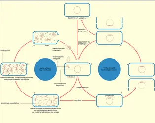 Lysogénie - crédits : Encyclopædia Universalis France