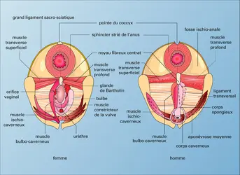 Loge périnéale - crédits : Encyclopædia Universalis France