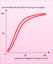 Oxyhémoglobine : courbe de dissociation - crédits : Encyclopædia Universalis France
