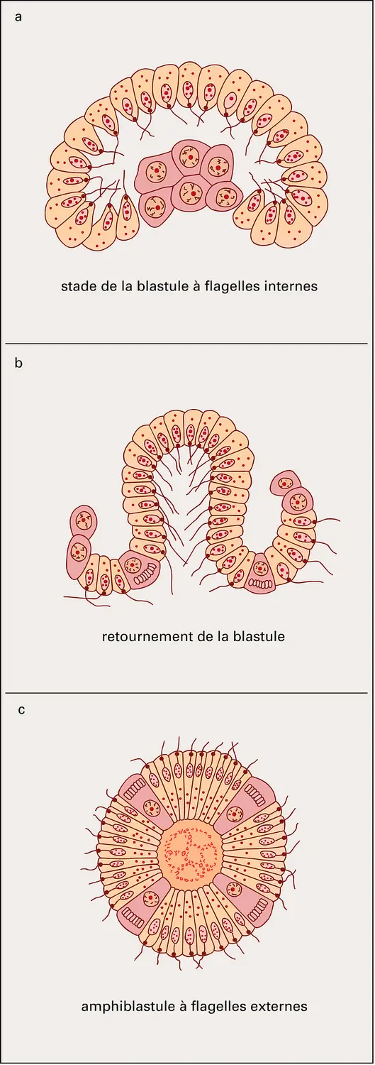 Embryologie des Éponges calcaires