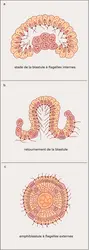 Embryologie des Éponges calcaires - crédits : Encyclopædia Universalis France