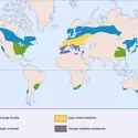 Domaine morphoclimatique tempéré - crédits : Encyclopædia Universalis France