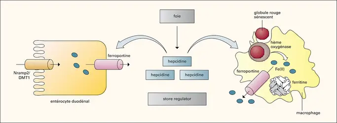 Hepcidine : rôle biologique - crédits : Encyclopædia Universalis France