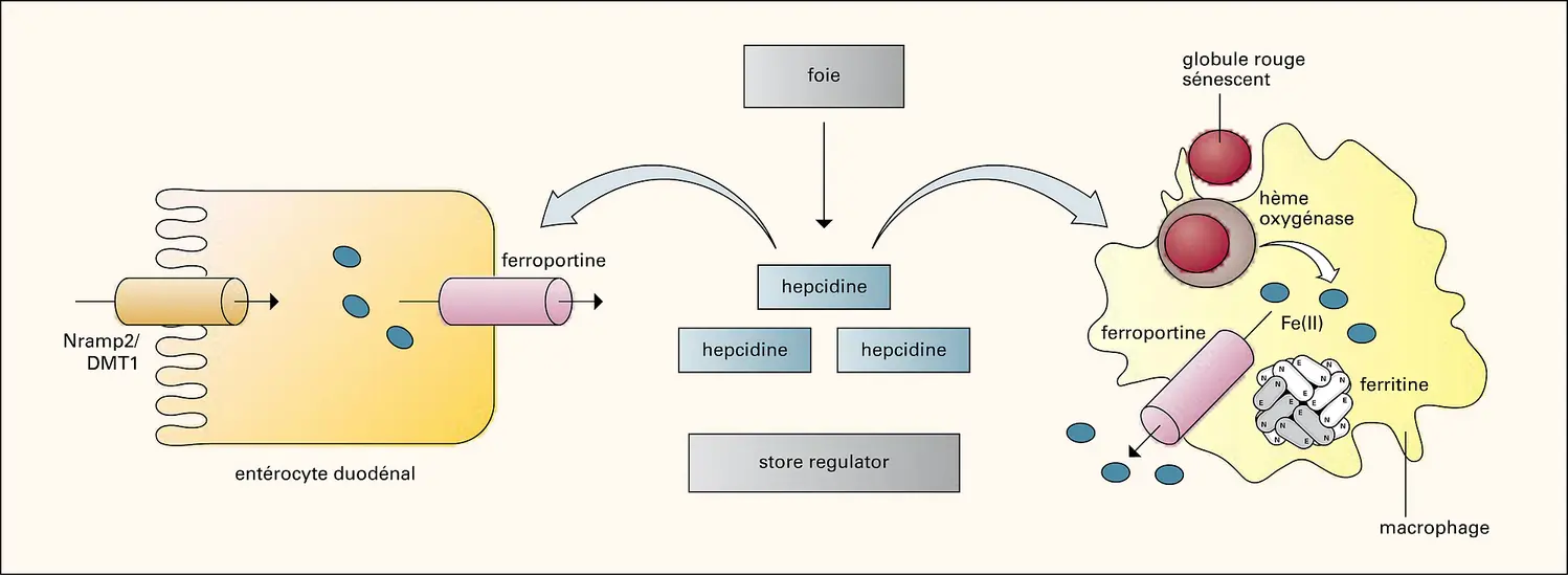 Hepcidine : rôle biologique