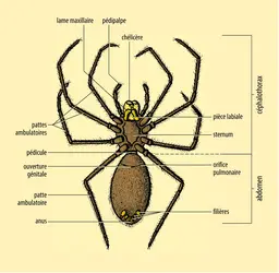 Araignée vue ventrale - crédits : Encyclopædia Universalis France
