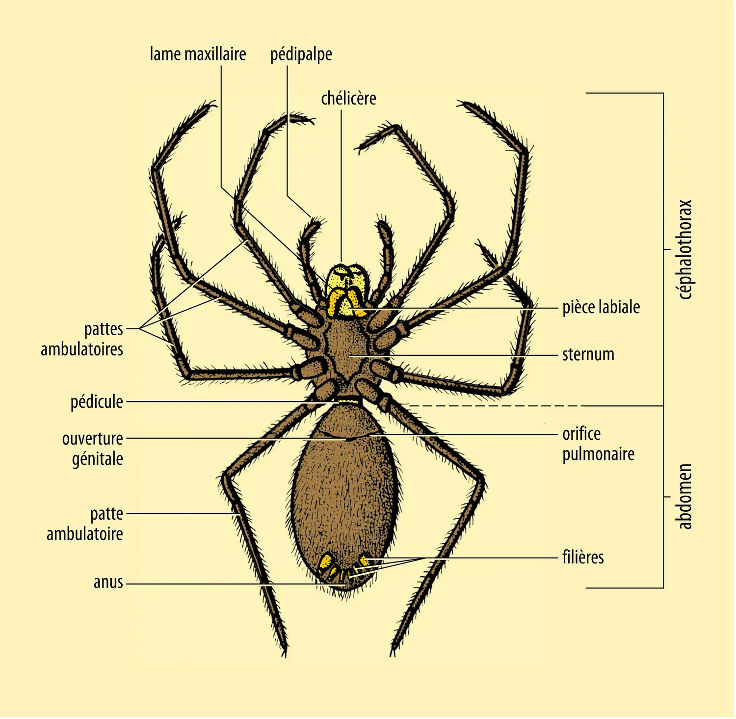 Araignée vue ventrale