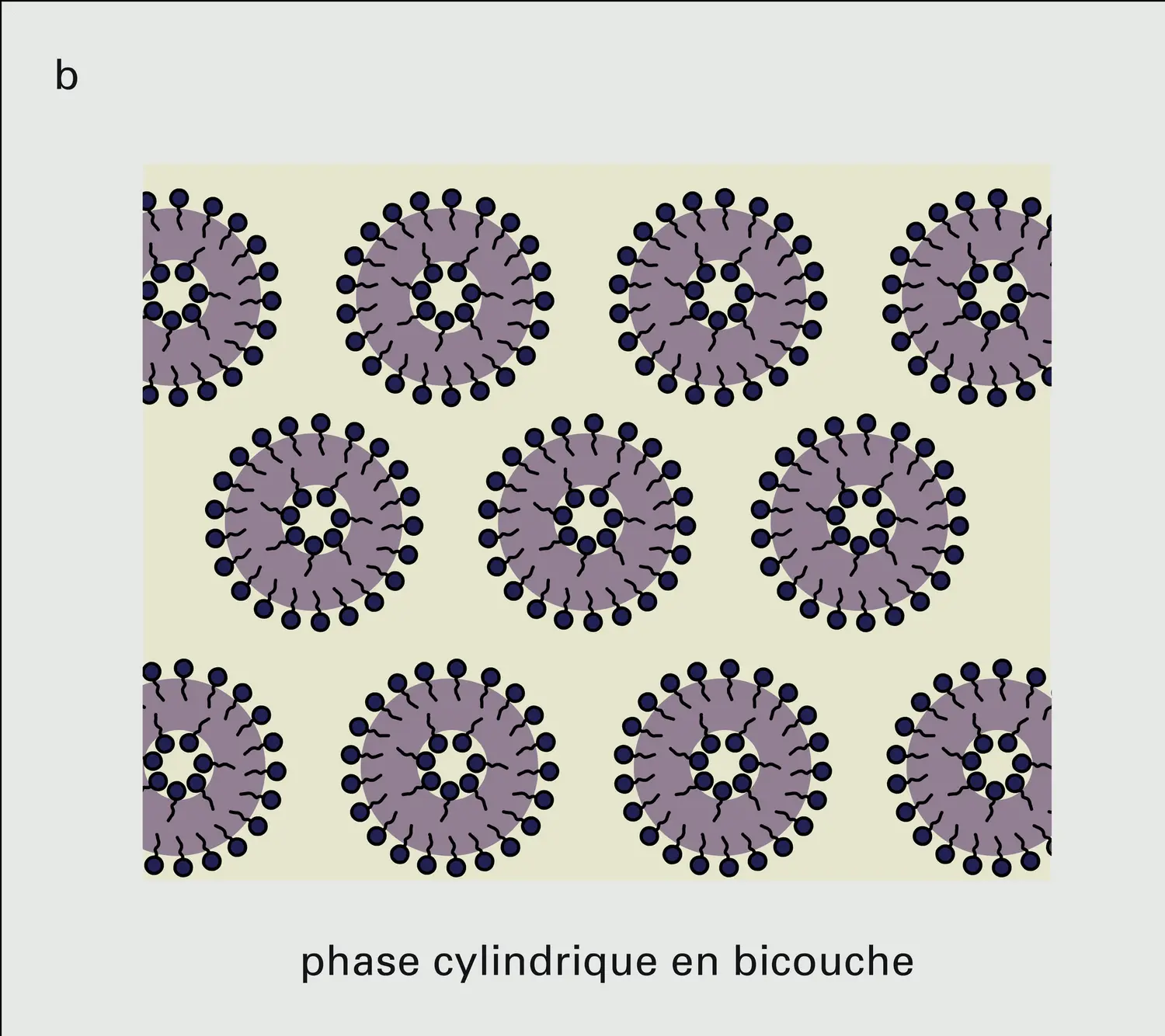 Principales phases de cristaux liquides lyotropes - vue 2