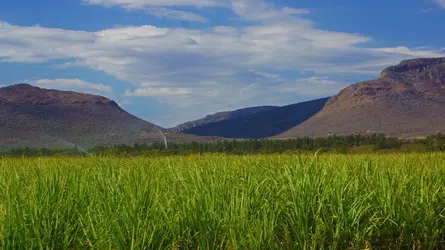 Plantation de canne à sucre, Swaziland - crédits : Filip Herman/ Shutterstock