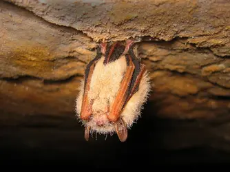 Une chauve-souris du genre Pipistrelle - crédits : T. Grundy/ Shutterstock