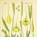 Morphologie du lycopode en massue - crédits : Smithsonian Libraries/ courtesy of Biodiversity Heritage Library