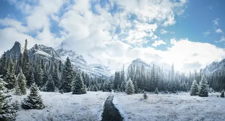 Forêt de conifères enneigée - crédits : Marko Radovanovic / Aurora Photos/ Getty Images